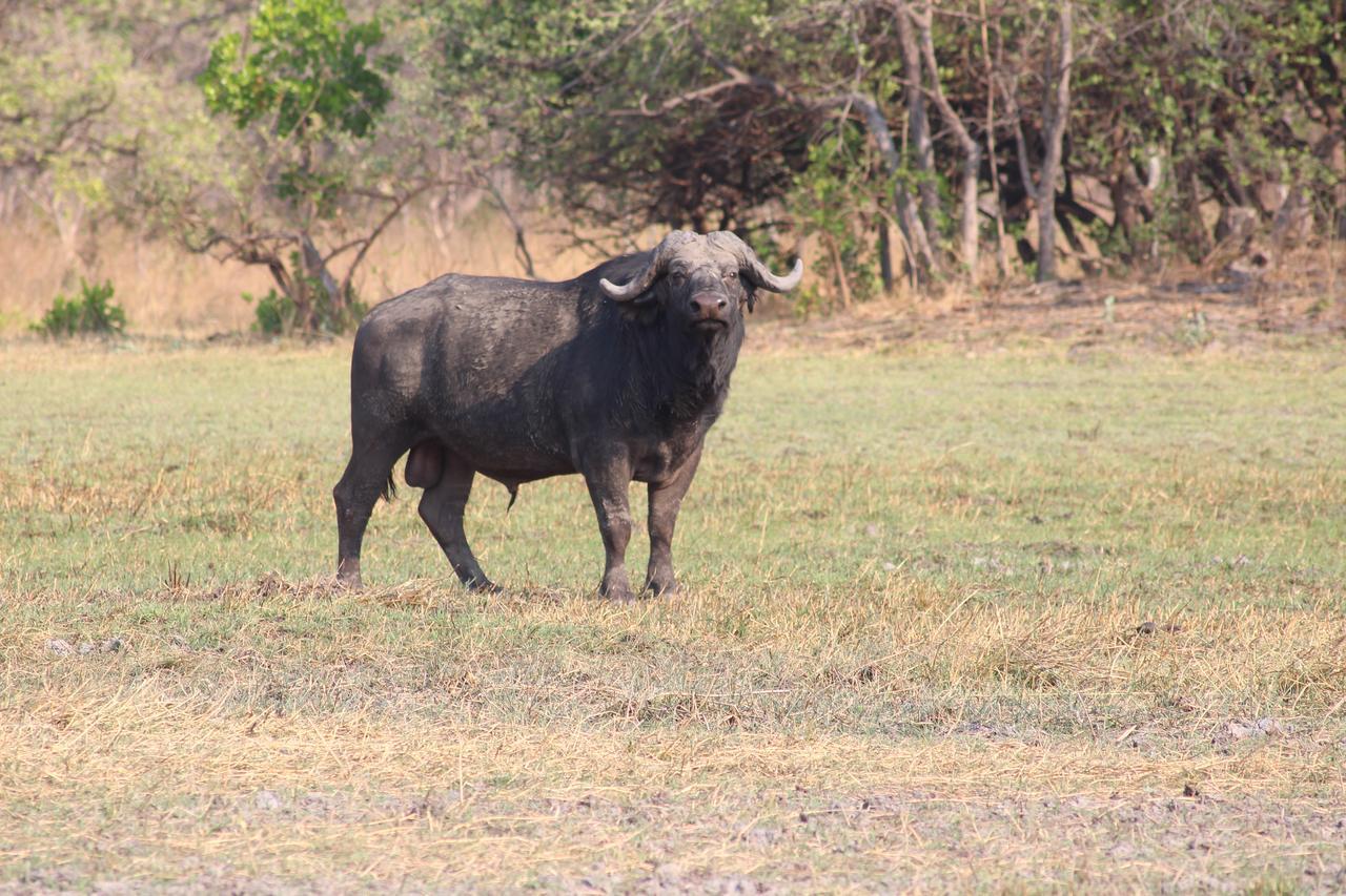 Chaminuka Lodge Lusaka Ngoại thất bức ảnh