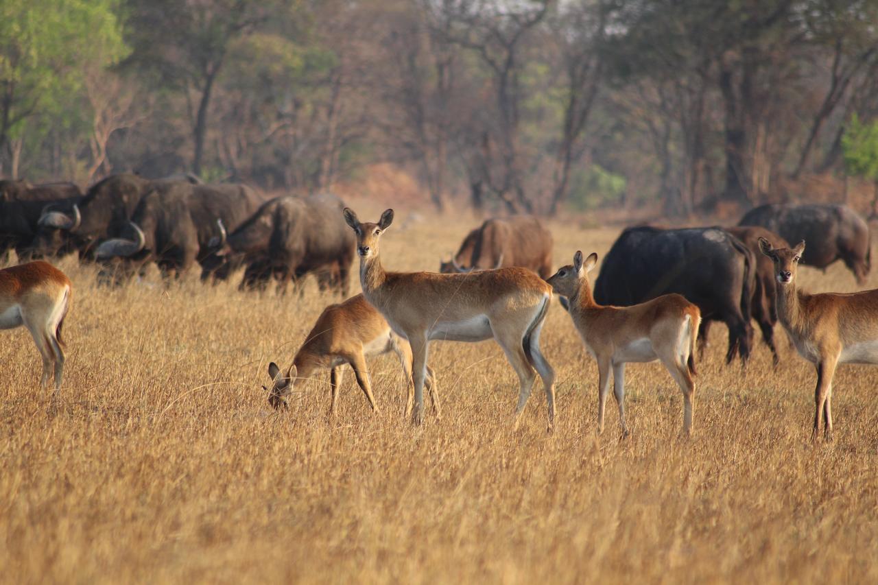 Chaminuka Lodge Lusaka Ngoại thất bức ảnh