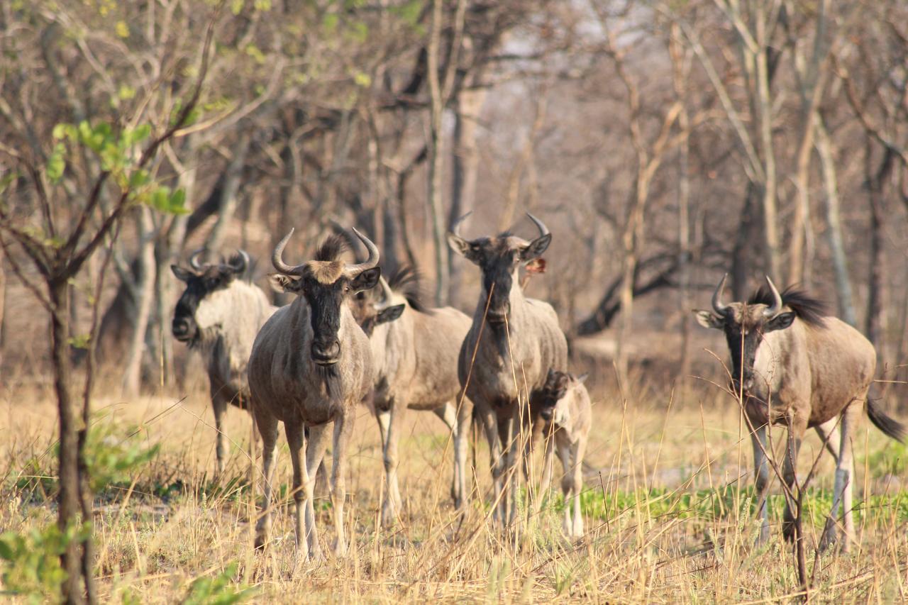 Chaminuka Lodge Lusaka Ngoại thất bức ảnh