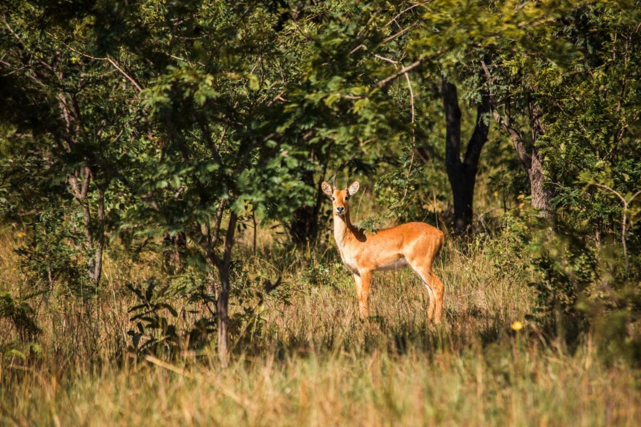 Chaminuka Lodge Lusaka Ngoại thất bức ảnh